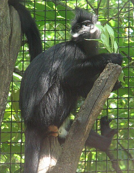 File:Francois Langur 01.jpg