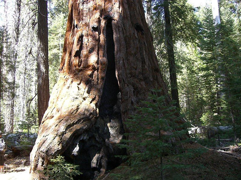 File:Freeman Creek Sequoia.jpg