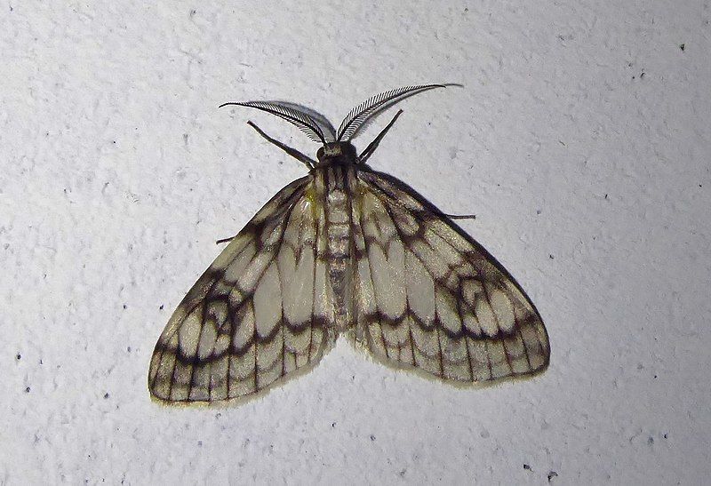 File:Fulgurodes spp. cropped.jpg