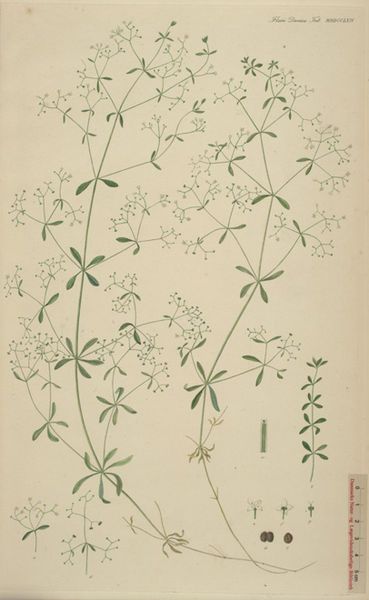 File:Galium palustre.jpg