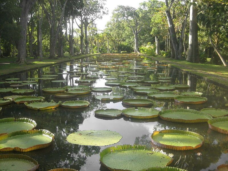 File:Giant water lilies.JPG