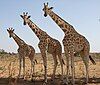 West African Giraffes near Kouré, Niger