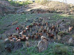 A goatherd leading his goats on a rough hillside in Spain