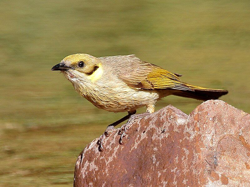 File:Grey-fronted honeyeater 7512.jpg