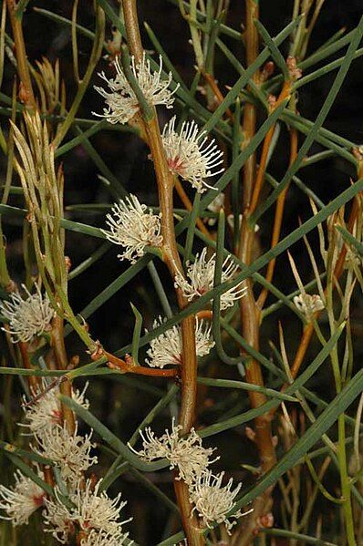 File:Hakea mitchellii.jpg