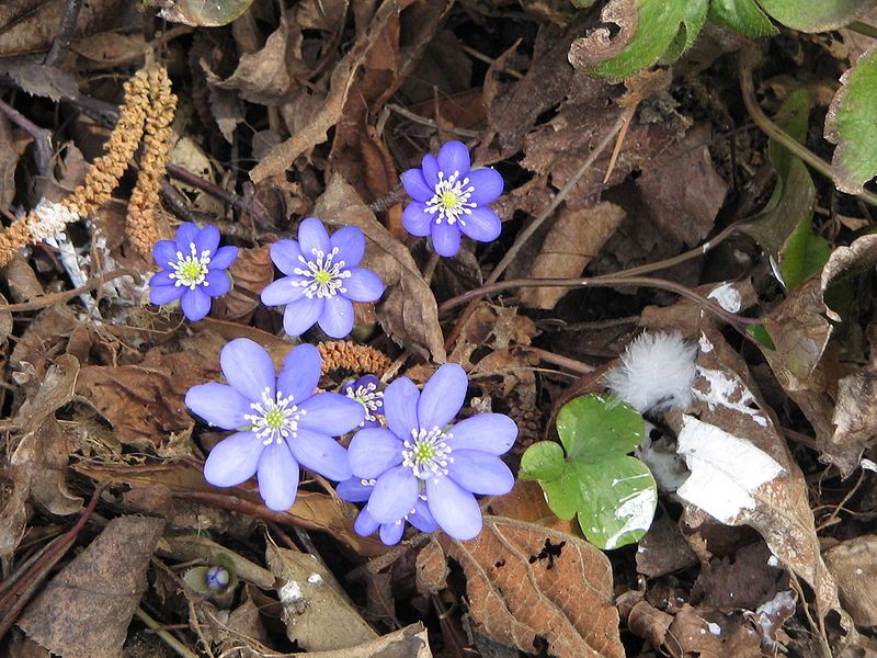 File:Hepatica nobilis003.jpg