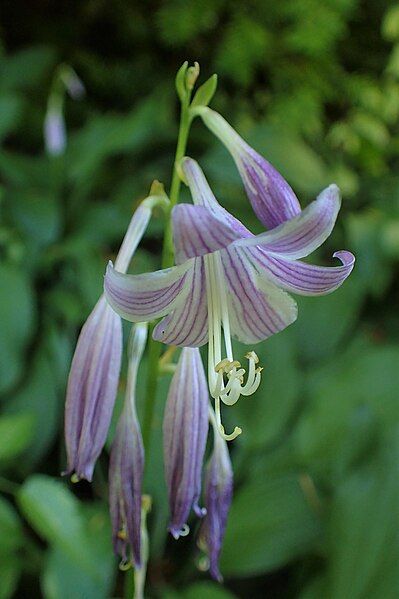 File:Hosta sieboldii kz05.jpg