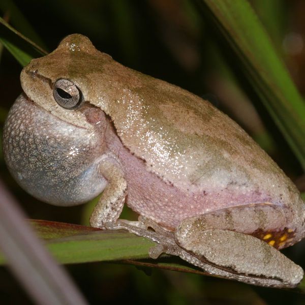 File:Hyla femoralis.jpg