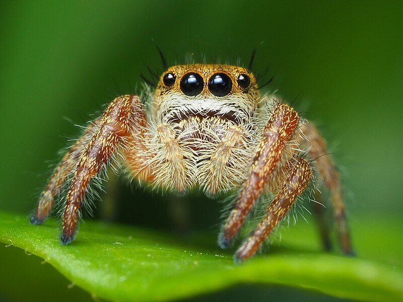 File:Immature Phidippus.jpg