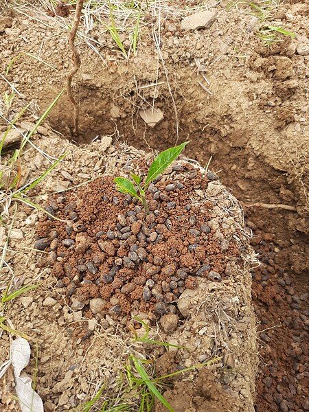 File:Jackfruit planted.jpg