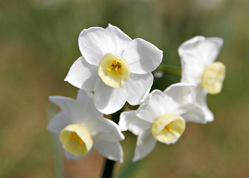 File:Jonquil flowers08.jpg