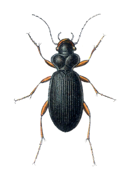 File:Leistus fulvibarbis.png