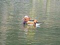 Mandarin duck in Shepreth Wildlife Park