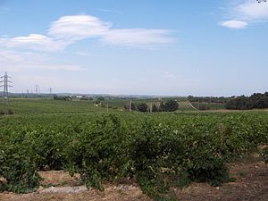 Photo shows the country near Mas Deu