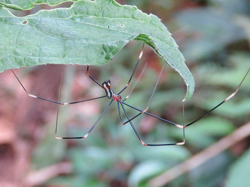 File:Mesabolivar brasiliensis.jpg