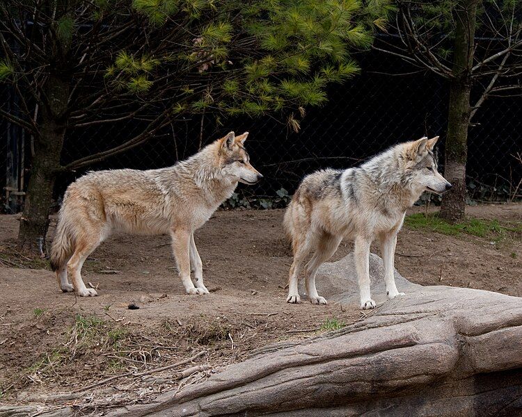 File:Mexican Wolf 25.jpg