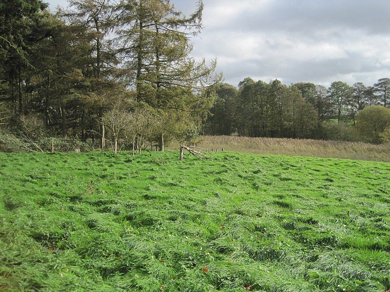 File:Misterton Marshes 6.jpg