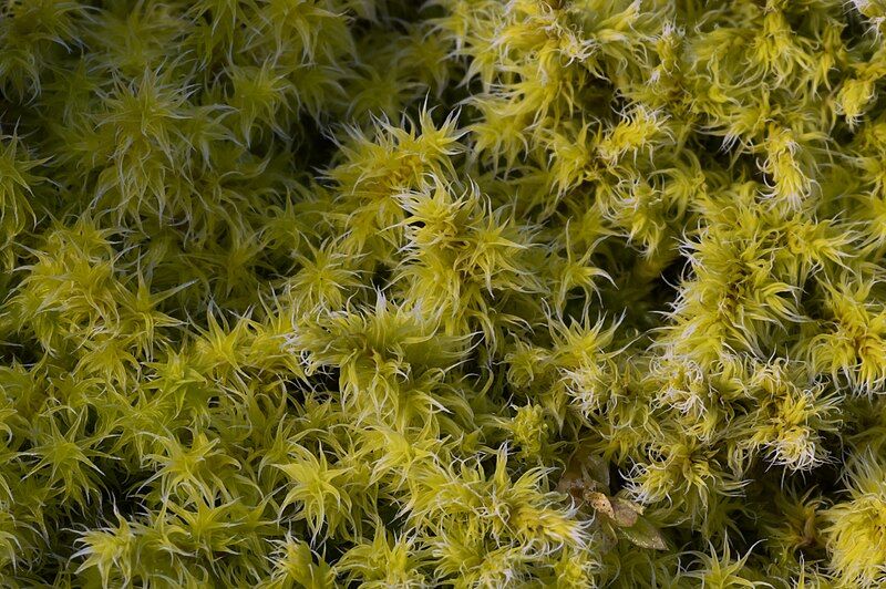 File:Moss closeup.jpg