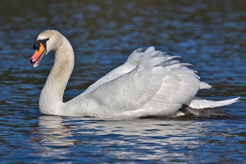 File:Mute Swan.jpg