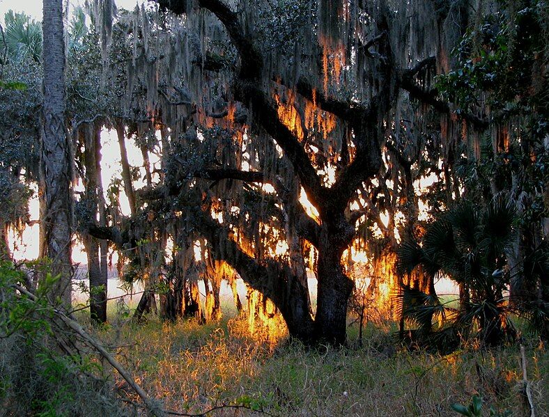 File:Myakka River Sunset.jpg