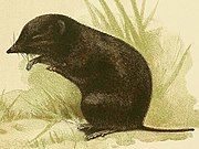 Drawing of brown shrew