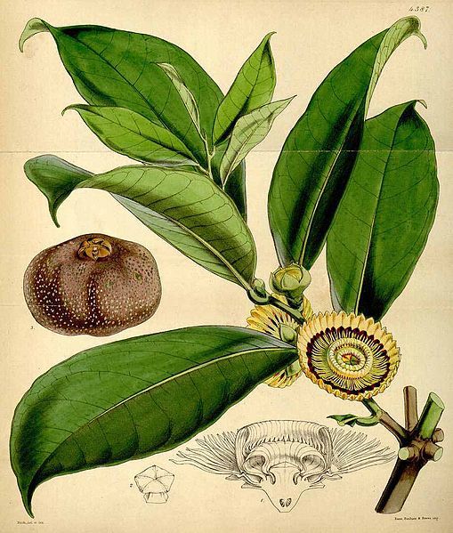 File:Napoleonaea imperialis00.jpg