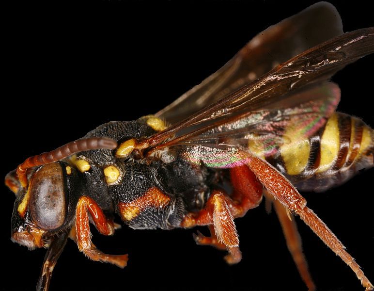 File:Nomada vegana.jpg