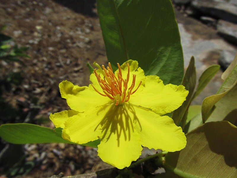 File:Ochna obtusata- Flower.JPG