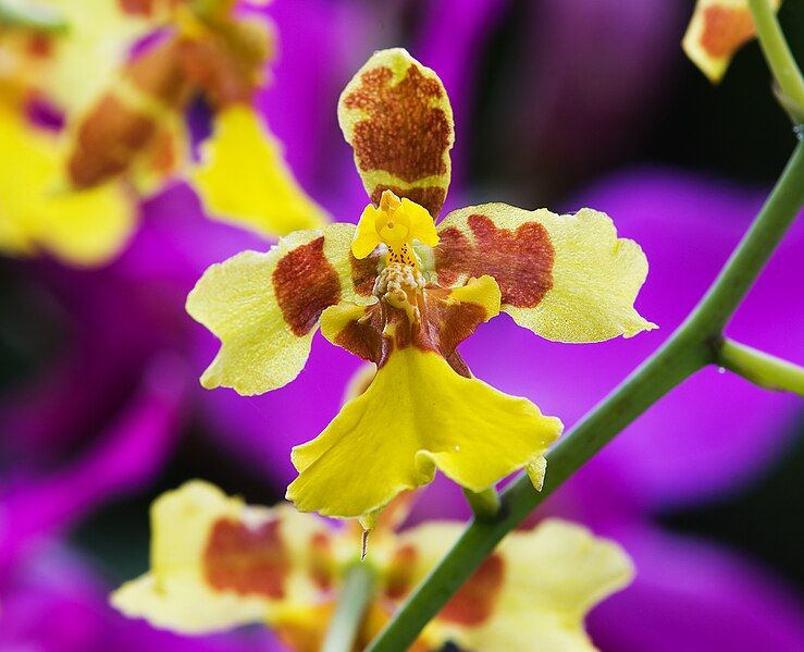 File:Oncidium excavatum RTBG.jpg