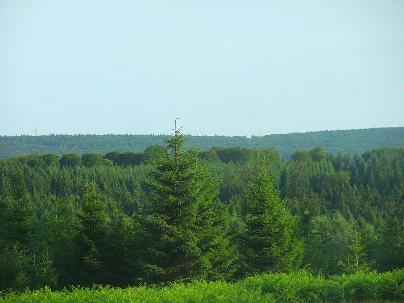 File:Osburger hochwald 2010.jpg