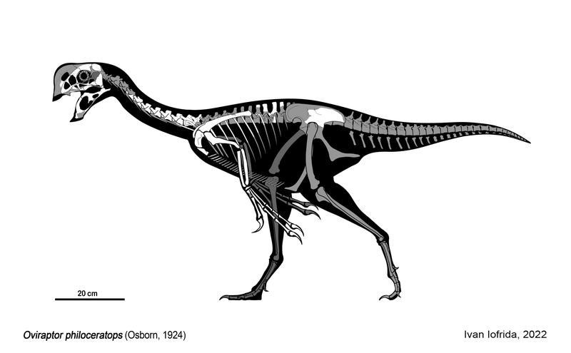 File:Oviraptor Skeletal.png