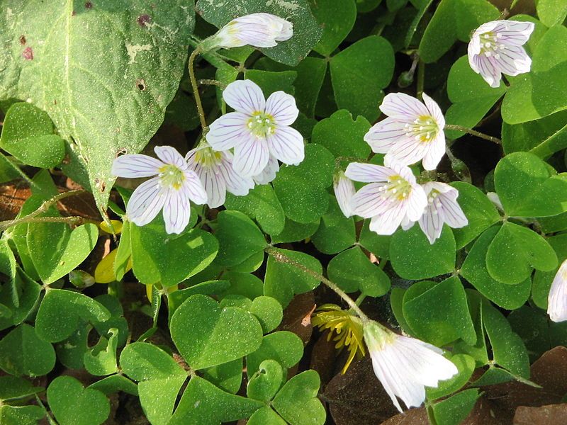 File:Oxalis acetosella02.jpg