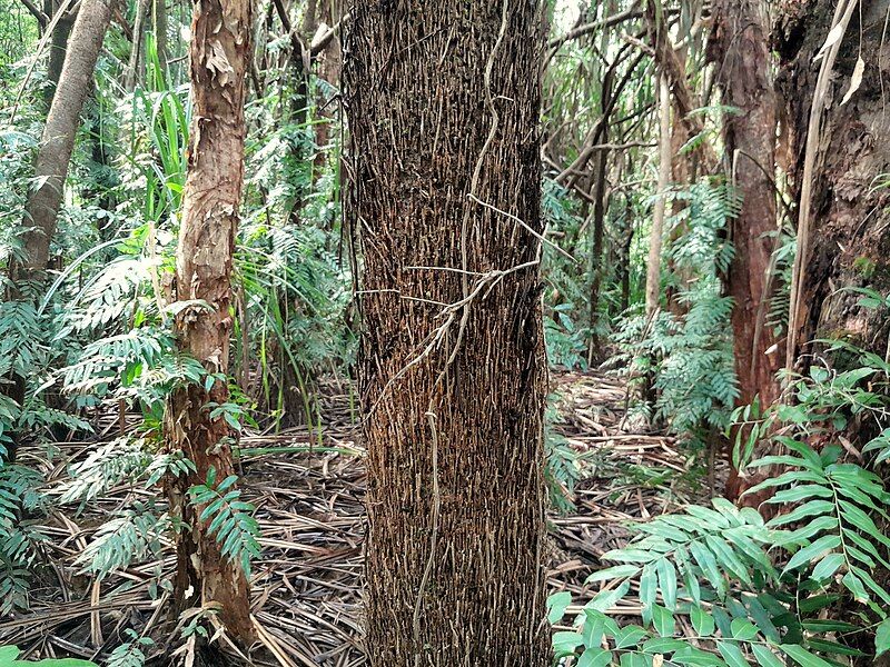 File:Pandanus-soms-laubachii-SF23081-03.jpg