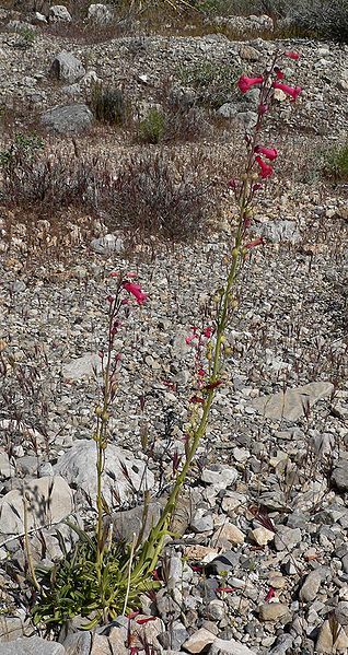 File:Penstemon utahensis 1.jpg