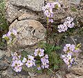 Phacelia fremontii