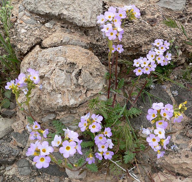 File:Phacelia fremontii 0.jpg