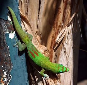 Gold dust day gecko