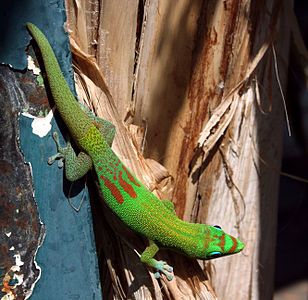 Gold dust day gecko, by Thierry Caro