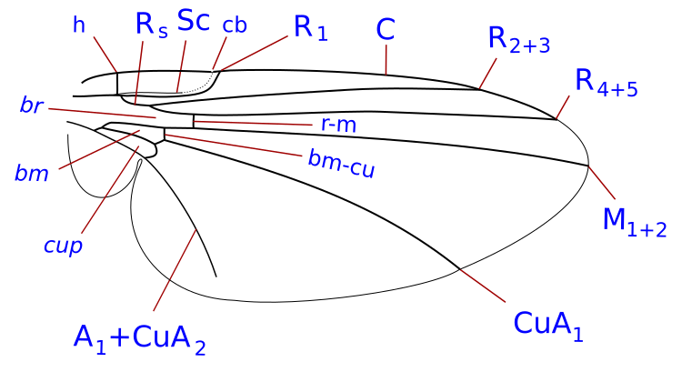 File:Phytomyzinae wing veins-2.svg