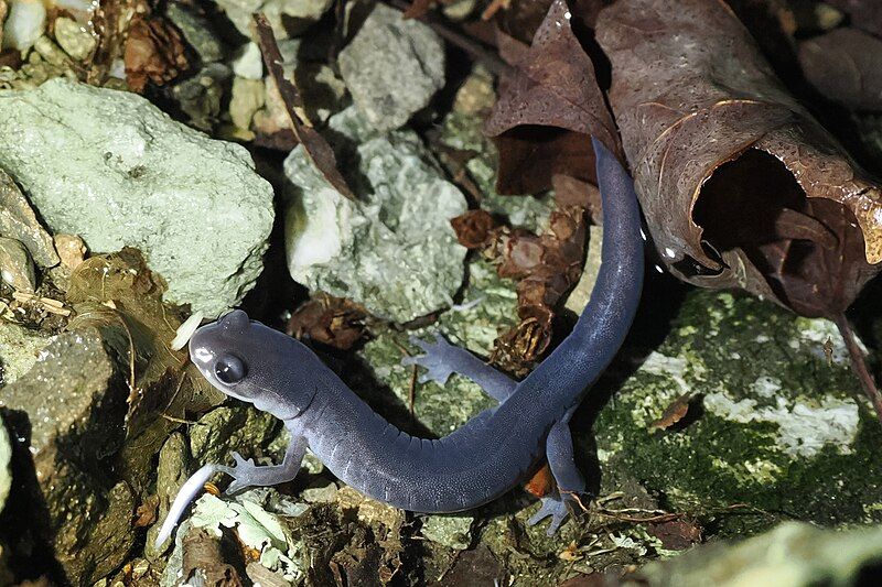 File:Plethodon montanus 273847659.jpg