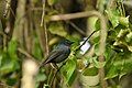 Pohnpei flycatcher