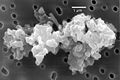 Image 44Porous chondrite dust particle (from Cosmic dust)