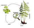 Life cycle of a pteridophyte.