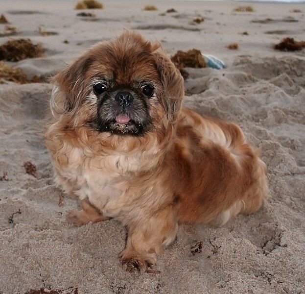 File:Remka Pekingese GalawebDesign.jpg