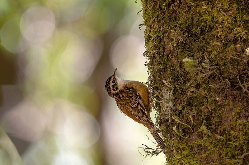 File:Rusty-Flanked Treecreeper.jpg