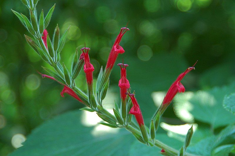 File:Salvia elegans.jpg