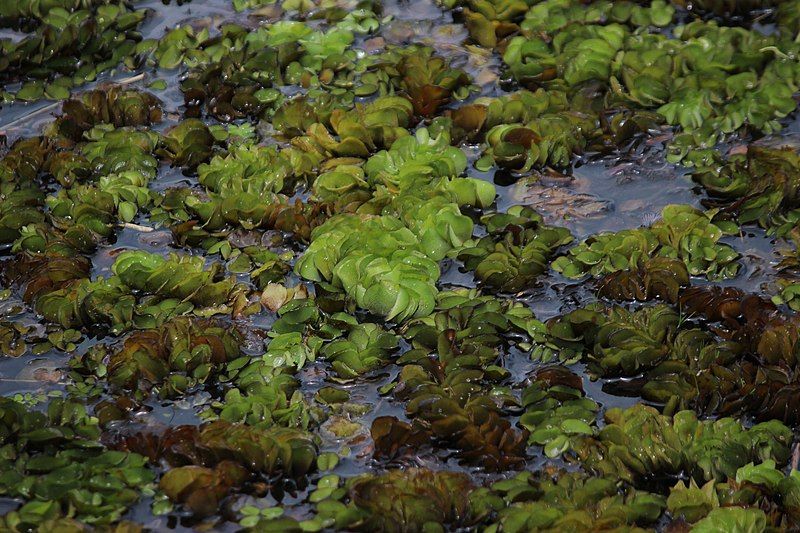 File:Salvinia auriculata 2.jpg