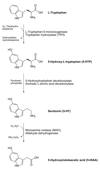 File:Serotonin biosynthesis.svg