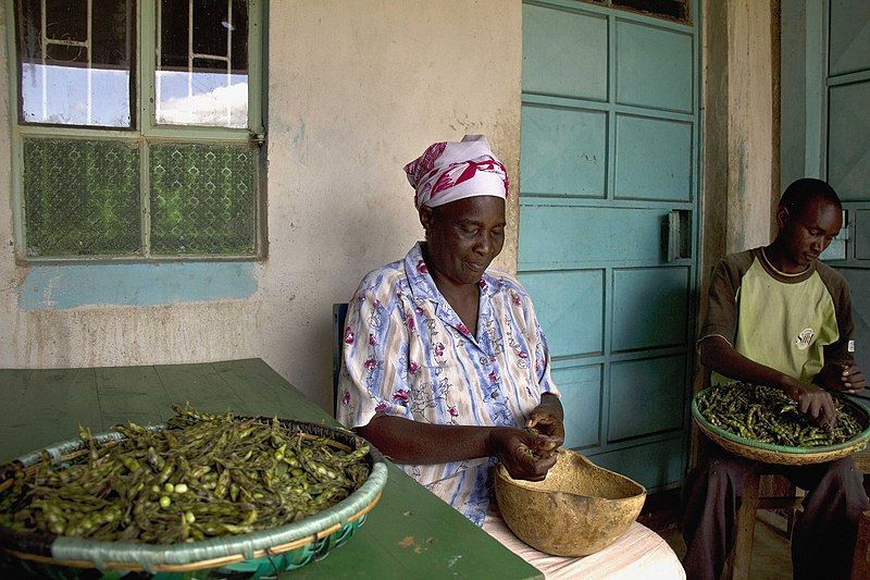 File:Shelling pigeonpeas, Kenya.jpg