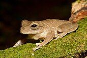 Smilisca sila, the Panama cross-banded tree frog